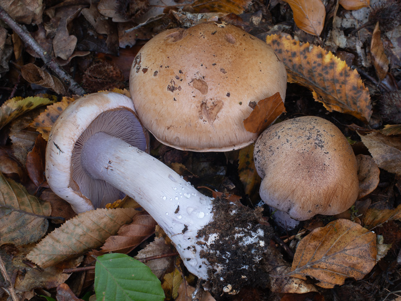 Cortinarius largus Cortinarius largus
